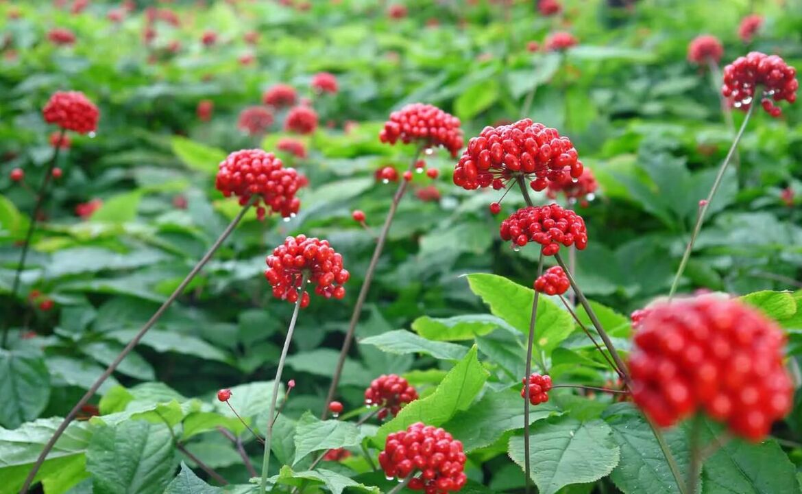 O ginseng axudará a eliminar a inflamación na prostatite